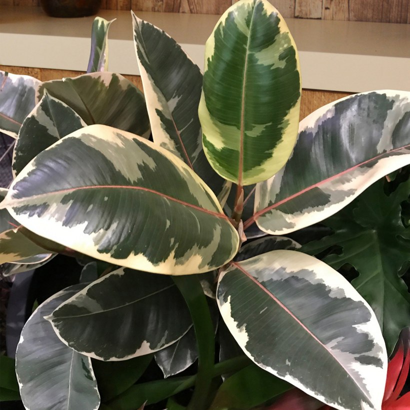 Фикус эластика каучуконосный Вариегата