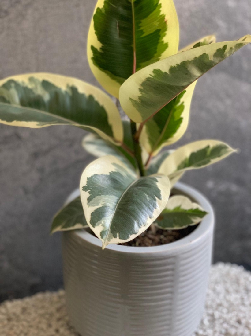 Фикус Тинеке розовый