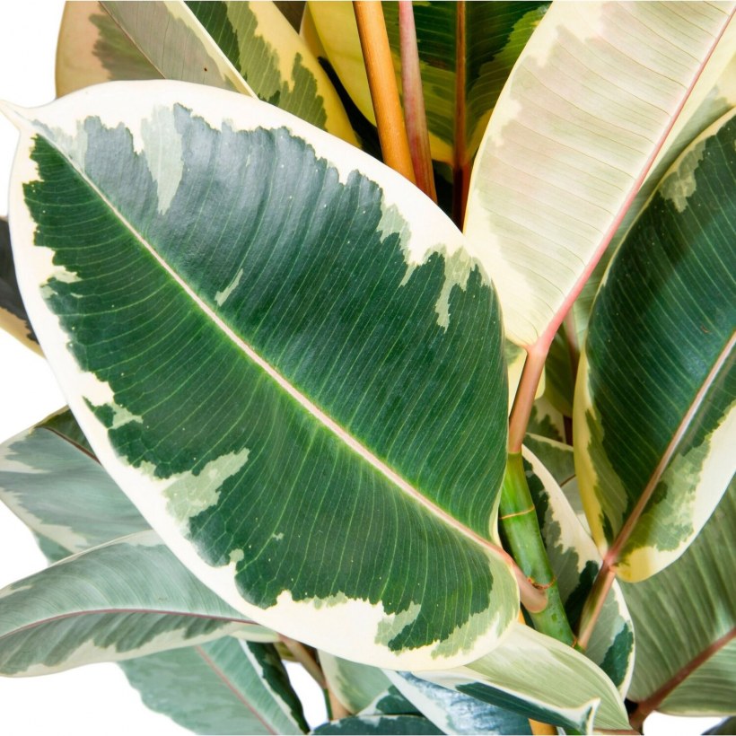 Фикус эластика Белиз