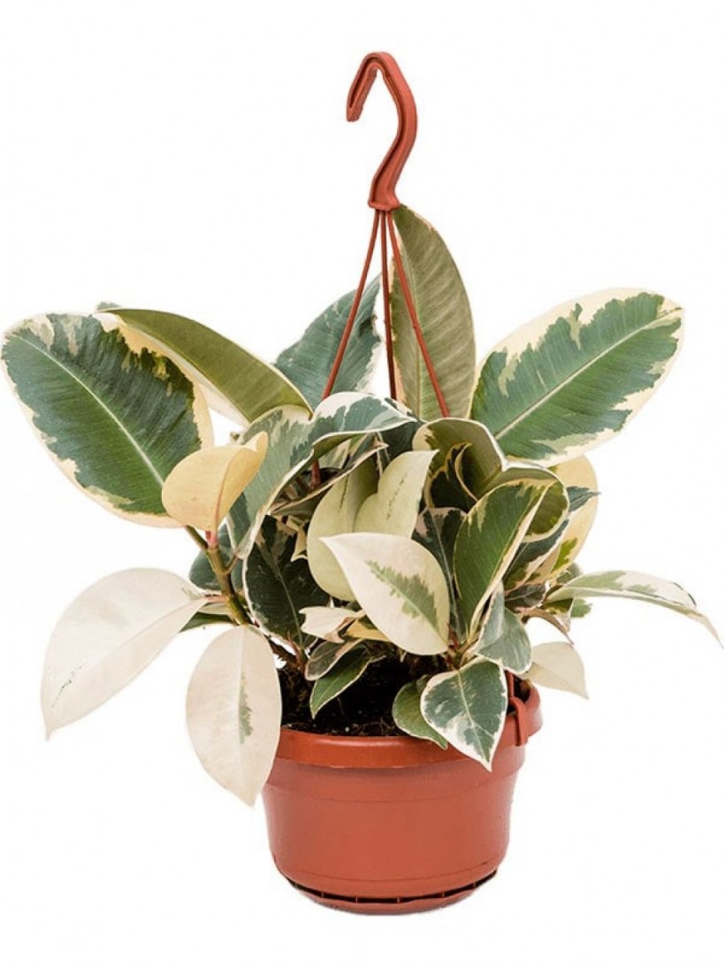 Банана фикус