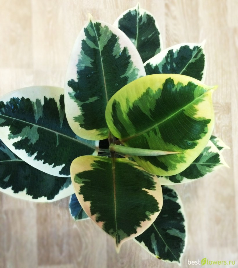 Тень от листьев фикуса