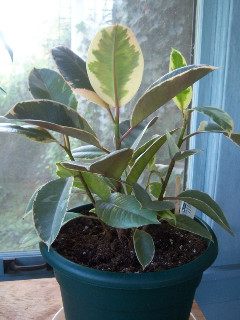 Фикус эластика Белиз