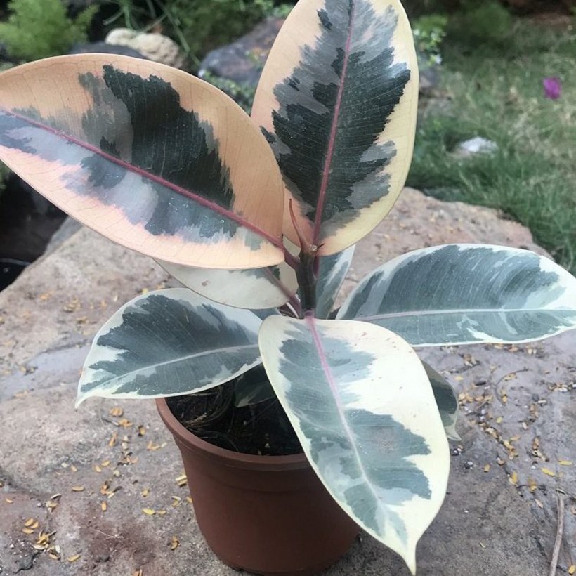 Черенковать фикус Тинеке