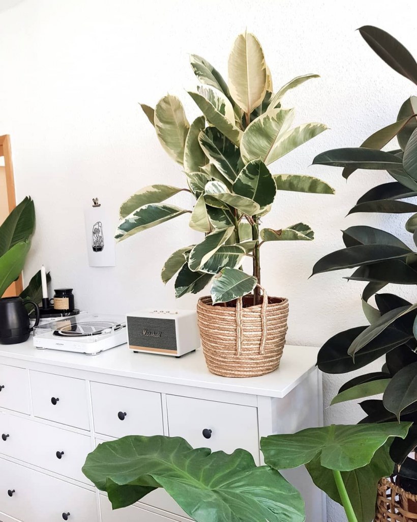 Фикус эластика Тинеке