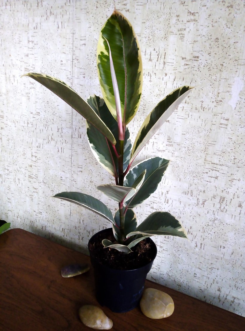 Фикус Бенджамина вариегатный