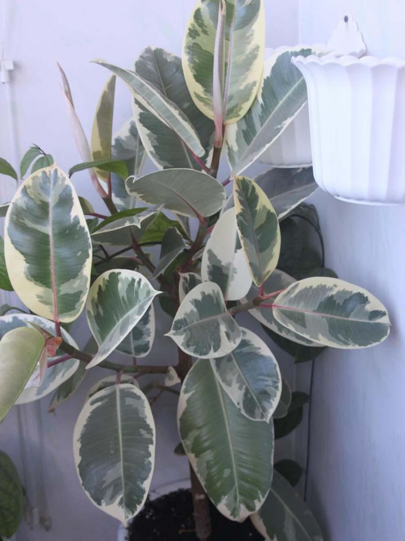 Фикус каучуконосный большой