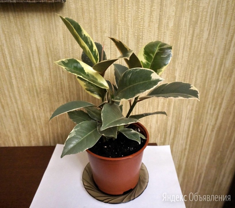 Фикус эластика микс