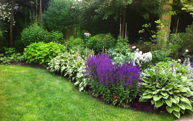 Миксбордер шалфей