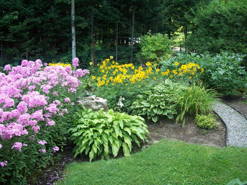 Спирея Билларда в миксбордере