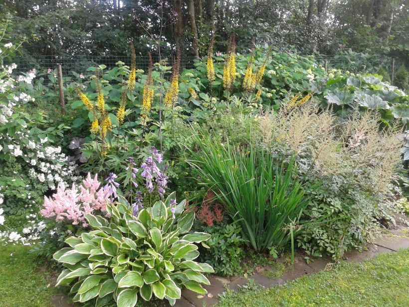 Бузульник Хоста астильба