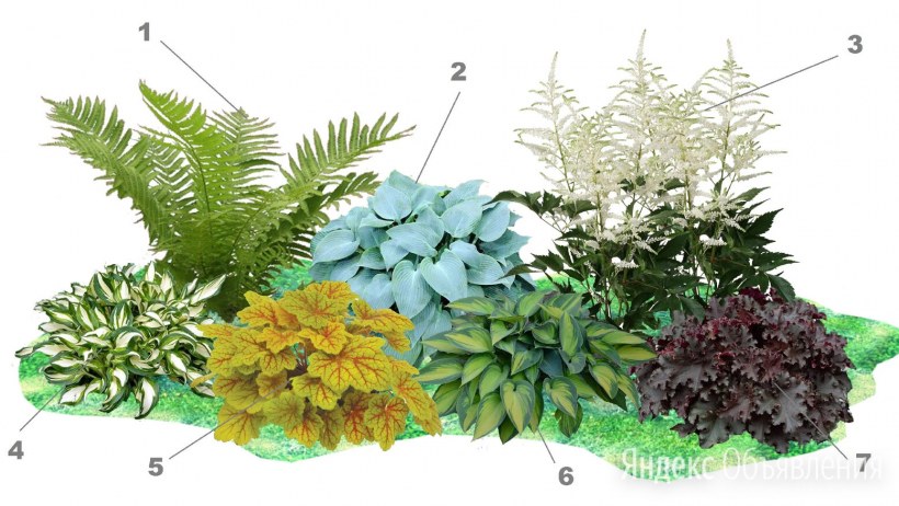 Хоста лилейник миксбордер