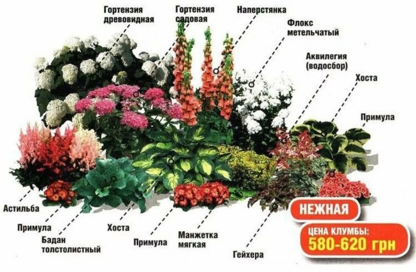 Тенелюбивые цветы для клумбы многолетники
