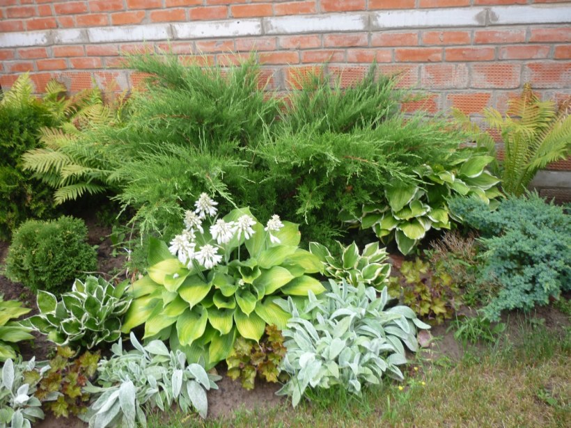 Миксбордер из многолетников и однолетников схема