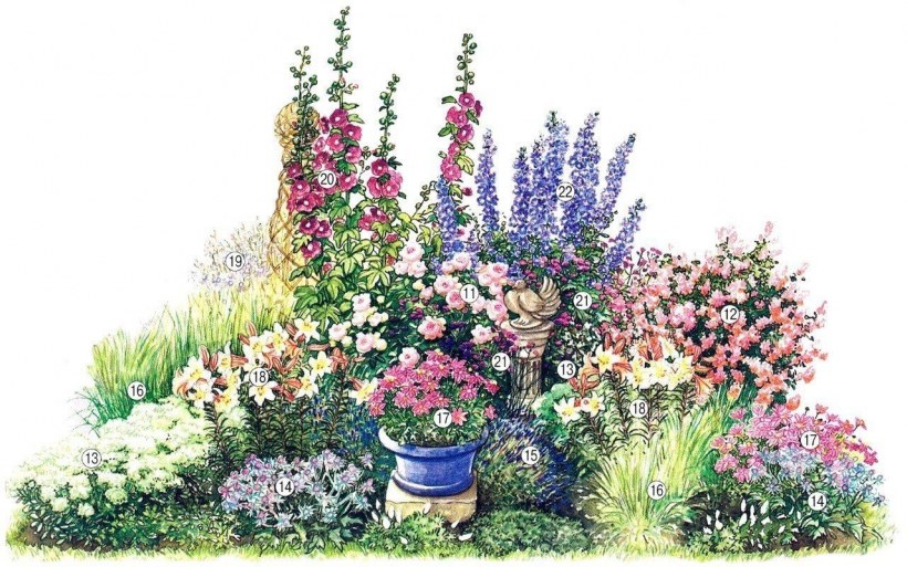 Ирга в миксбордере