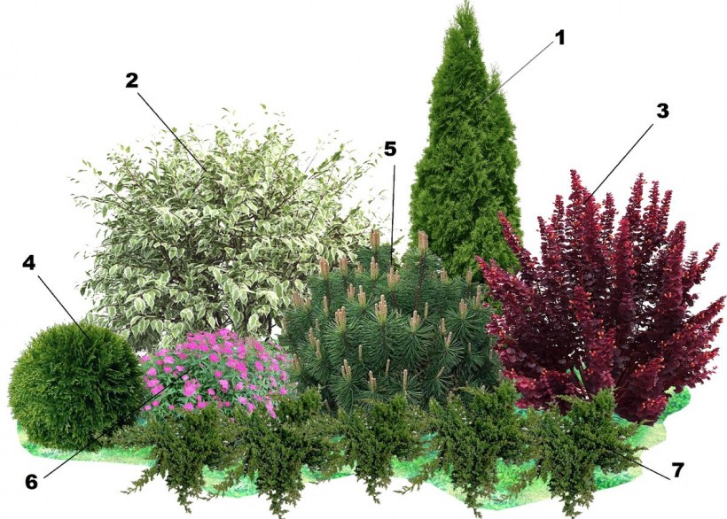 Роджерсия в миксбордере