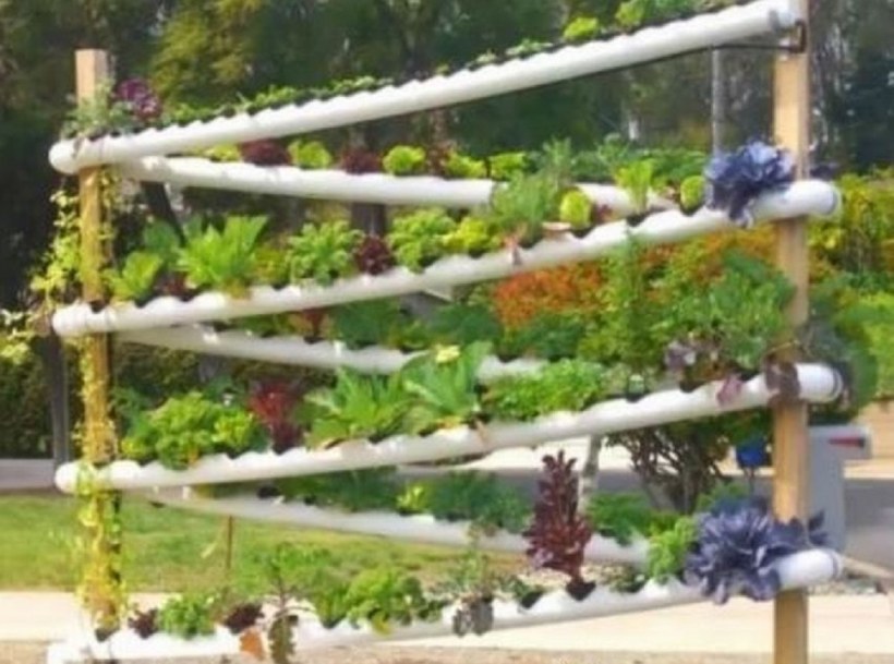 Клубника в подвесных трубах