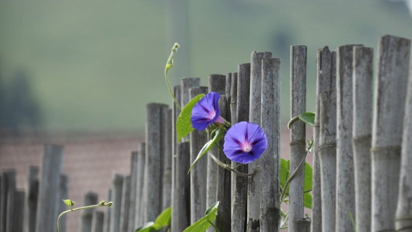 Вьюнок полевой на изгороди