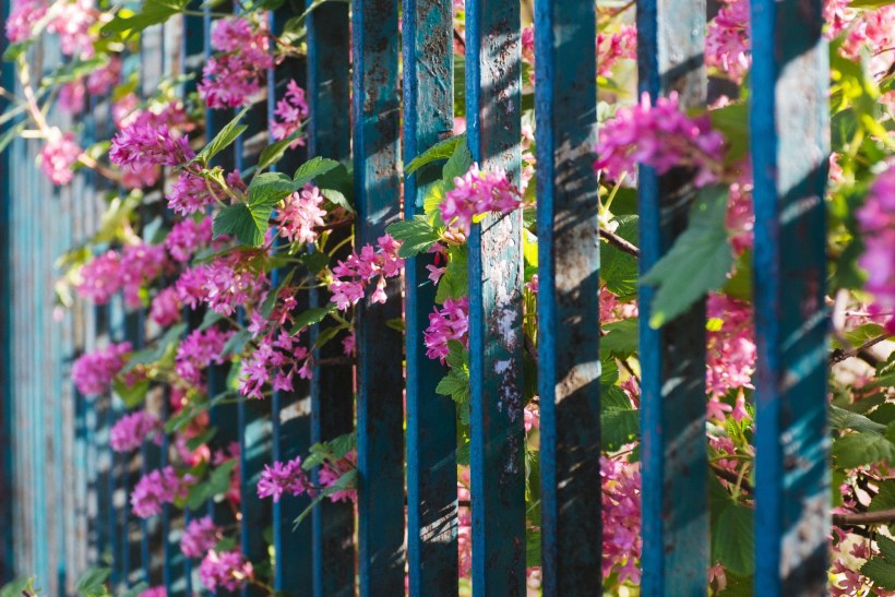 Бирюзовый фиолетовый розовый желтый забор цветы