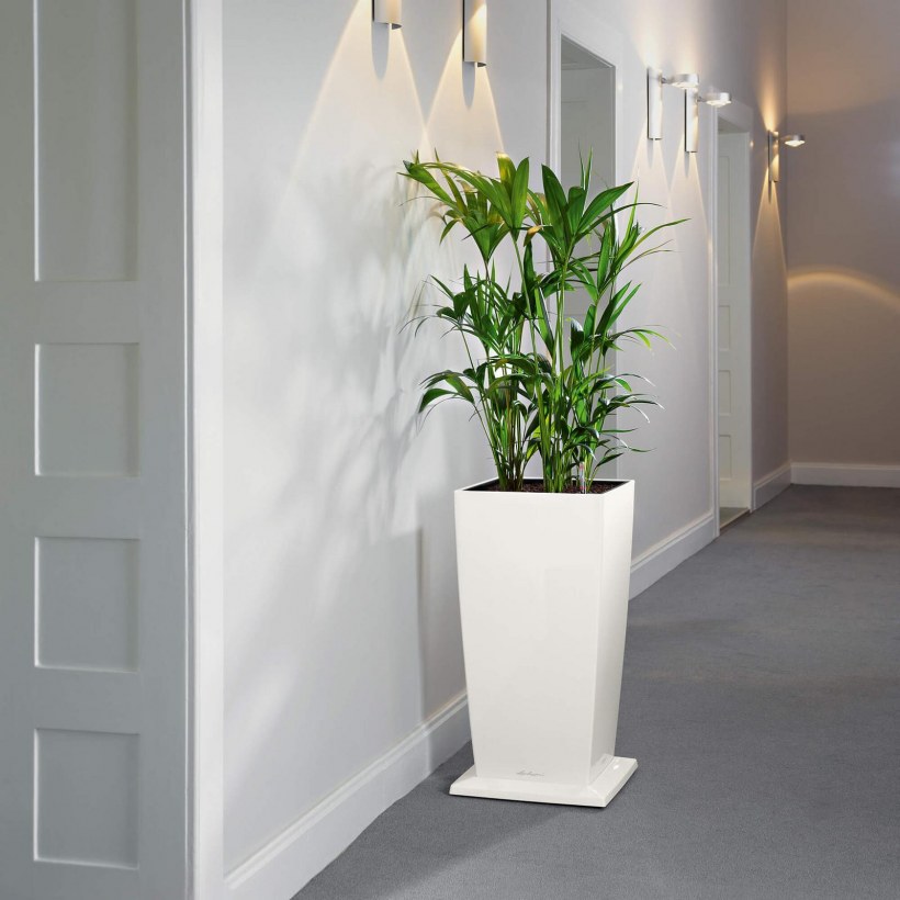 Лечуза Кубико белый