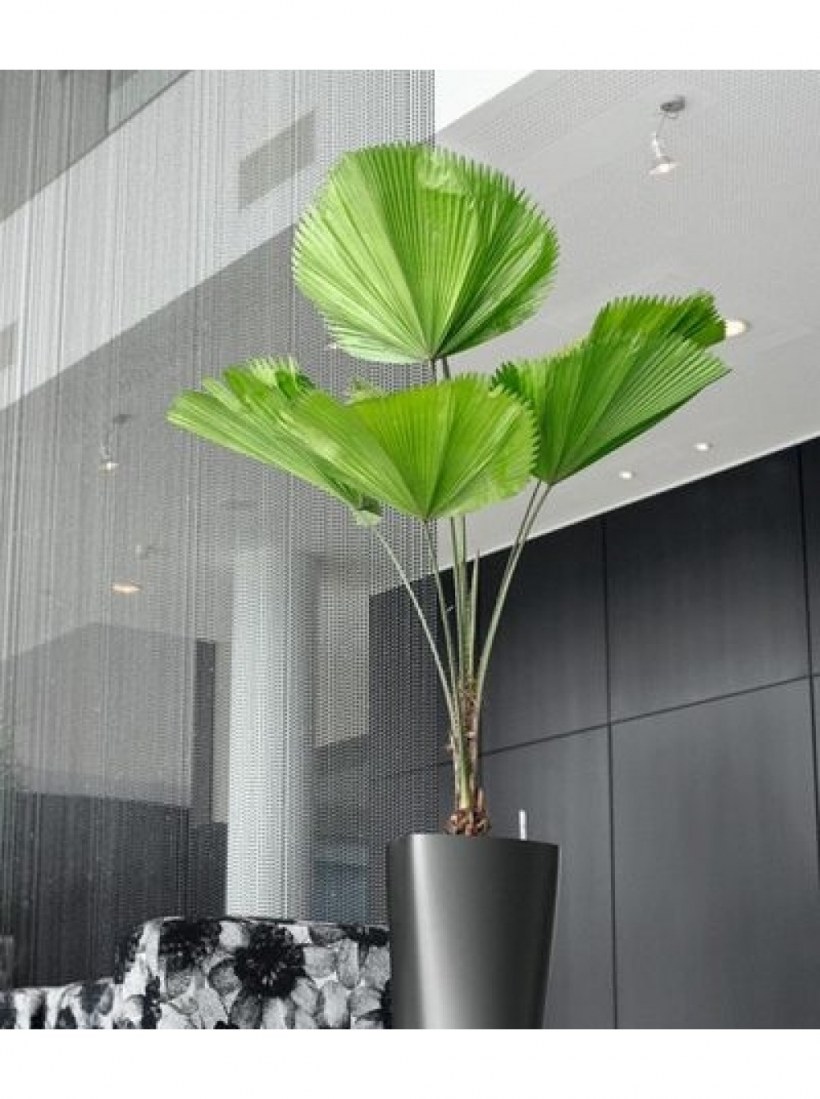 Фикус Вашингтония