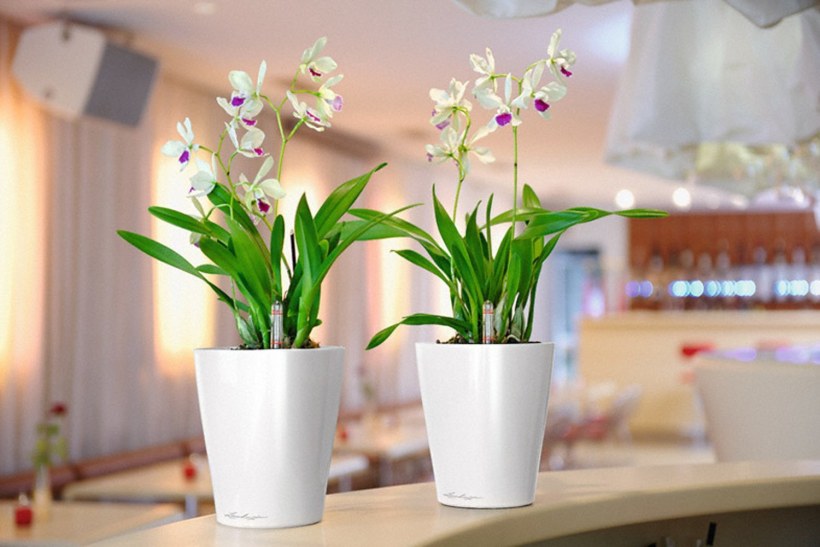 Кашпо Lechuza Орхидея