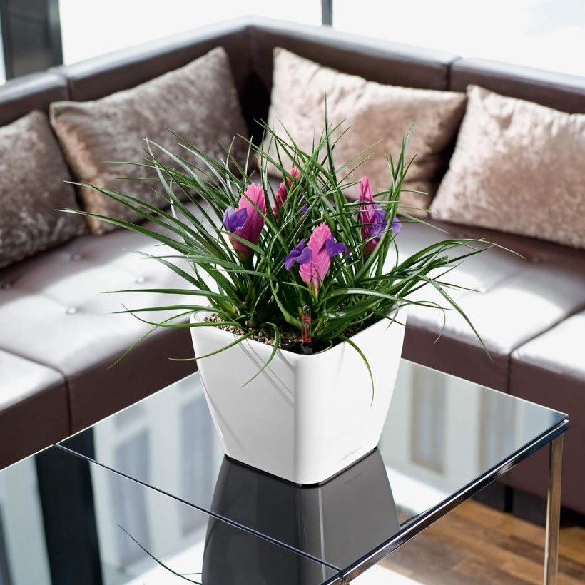 Кашпо Lechuza Квадро