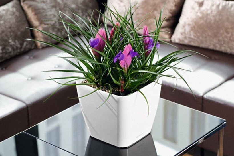 Цветы в горшках в интерьере