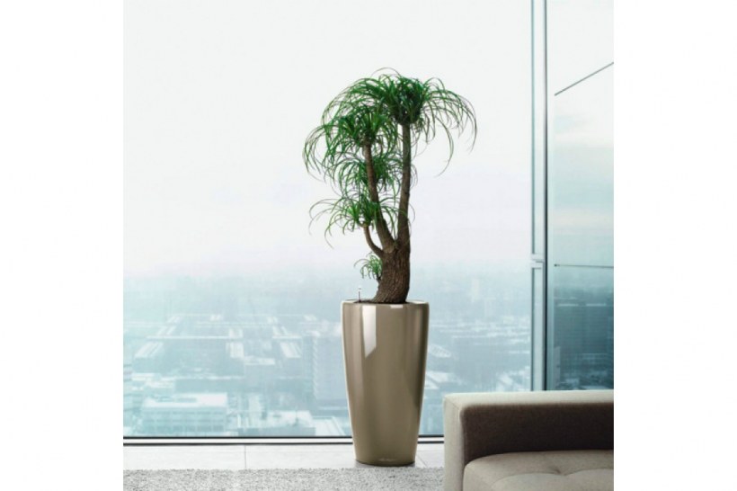 Нолина в лечузе