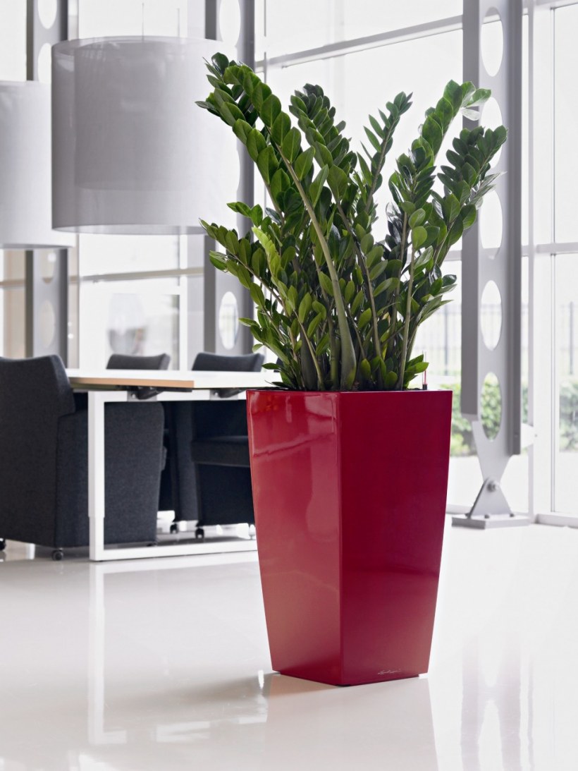 Замиокулькас + Lechuza