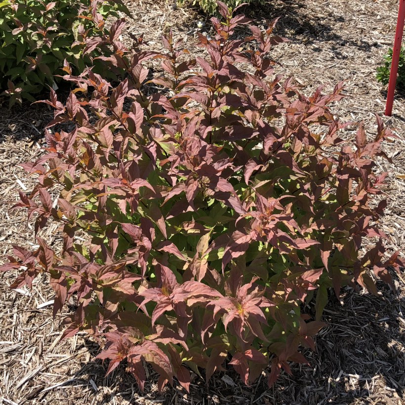 Диервилла блестящая