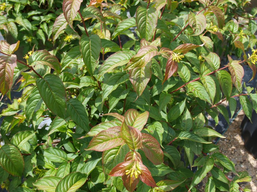 Диервилла Ручейная и Хоста