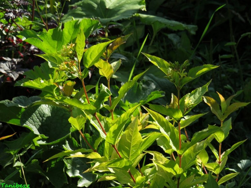 Диервилла Ханиби