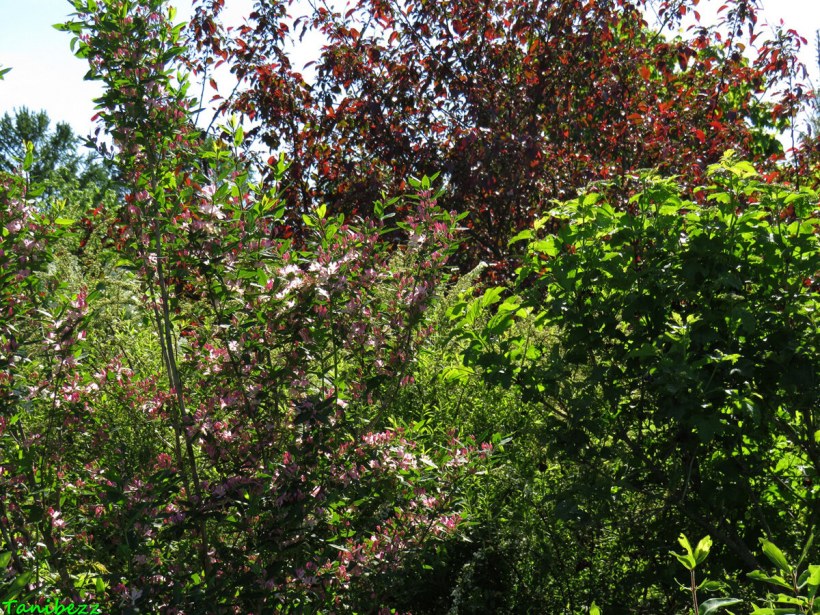 Диервилла Приречная Honeybee Ханиби