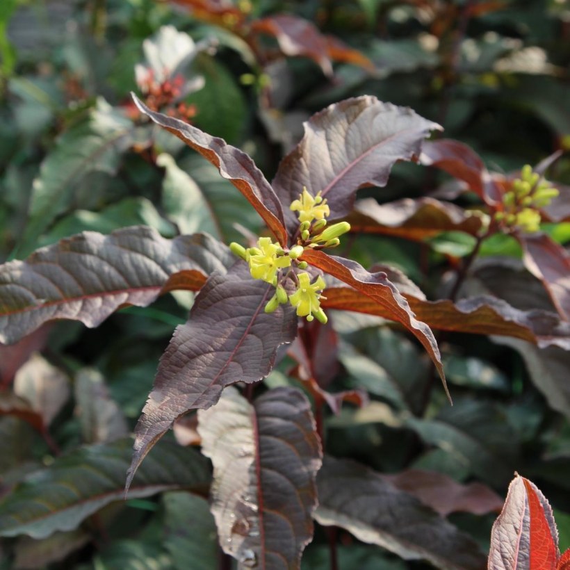 Диервилла Ручейная Троя Блэк