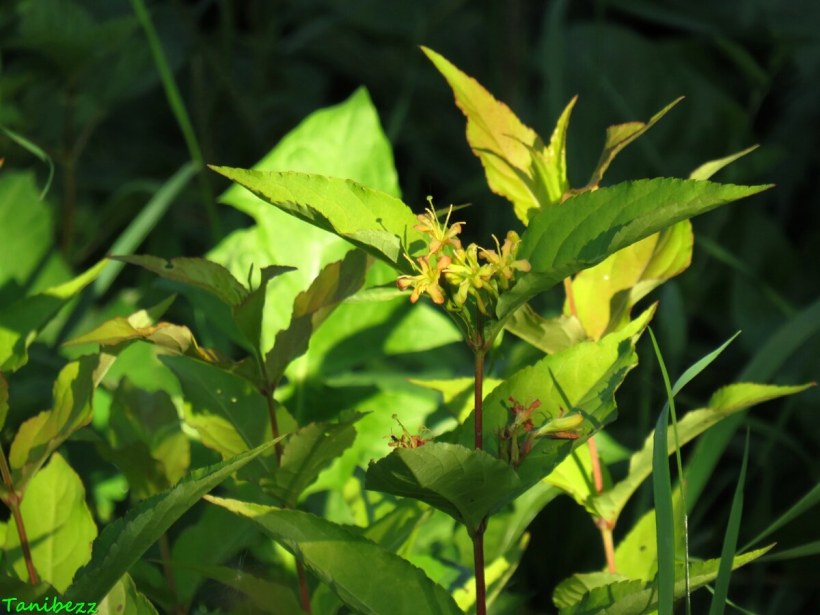 Диервилла Ханиби Ручейная