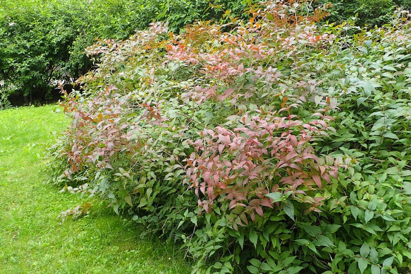 Диервилла блестящая