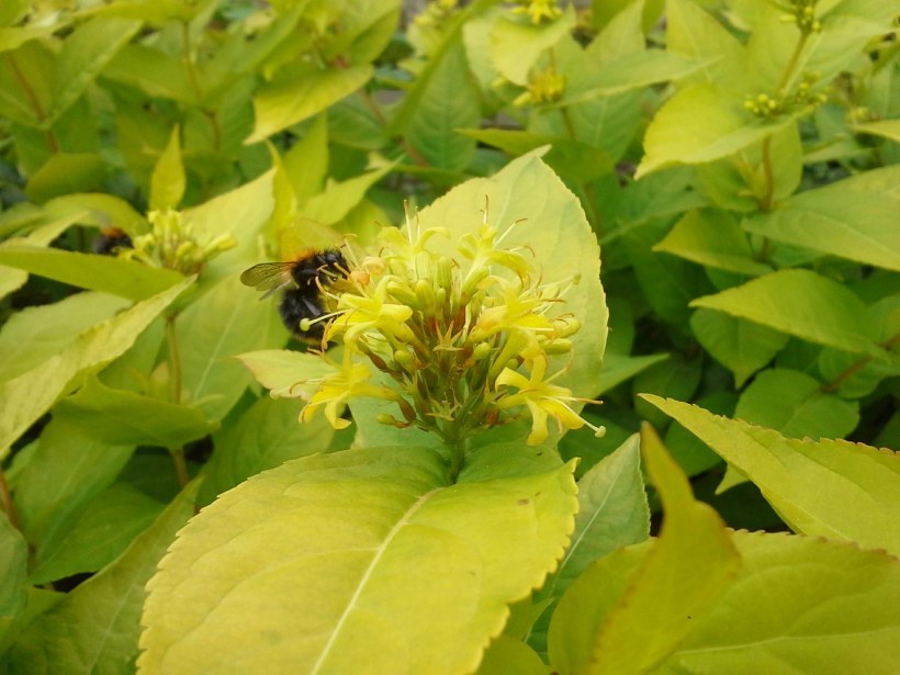 Диервилла Хонейби