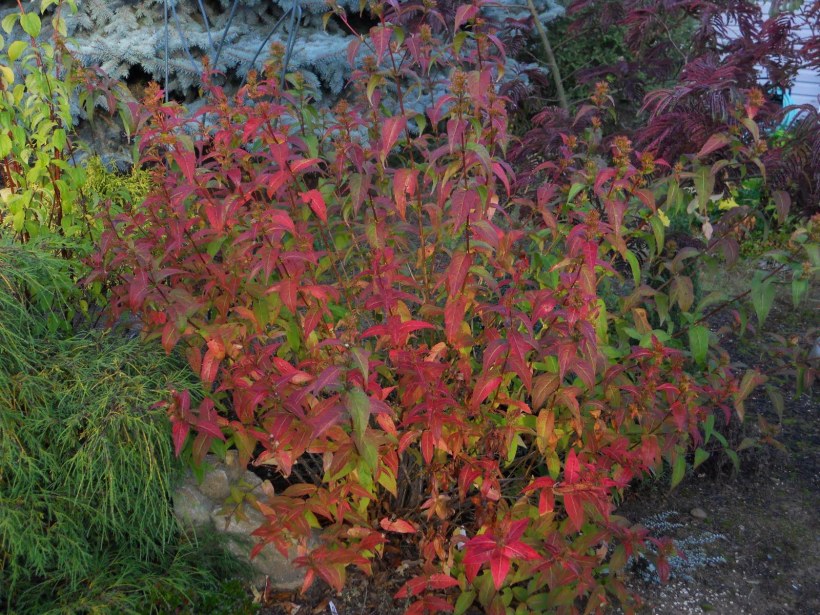 Диервилла Ручейная Troja Black