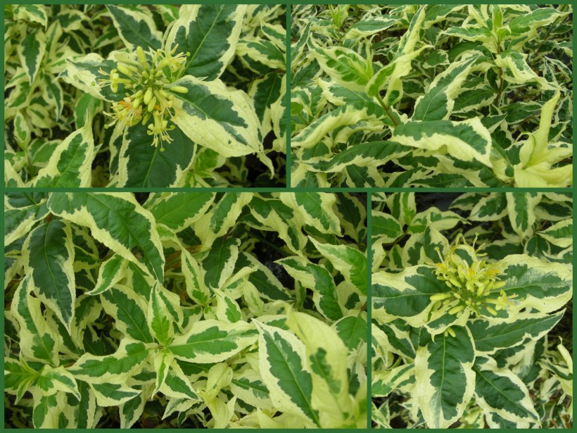 Диервилла кул Сплеш