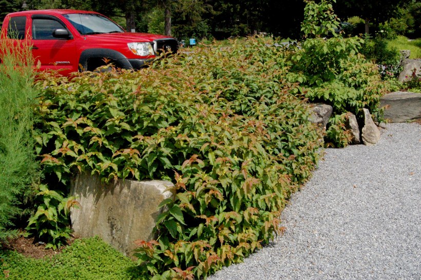 Диервилла в ландшафте