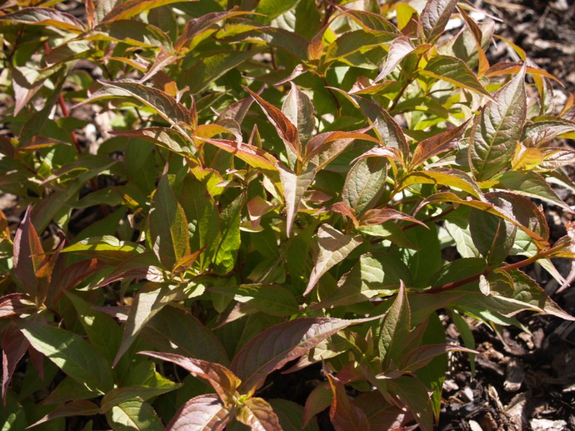 Диервилла блестящая