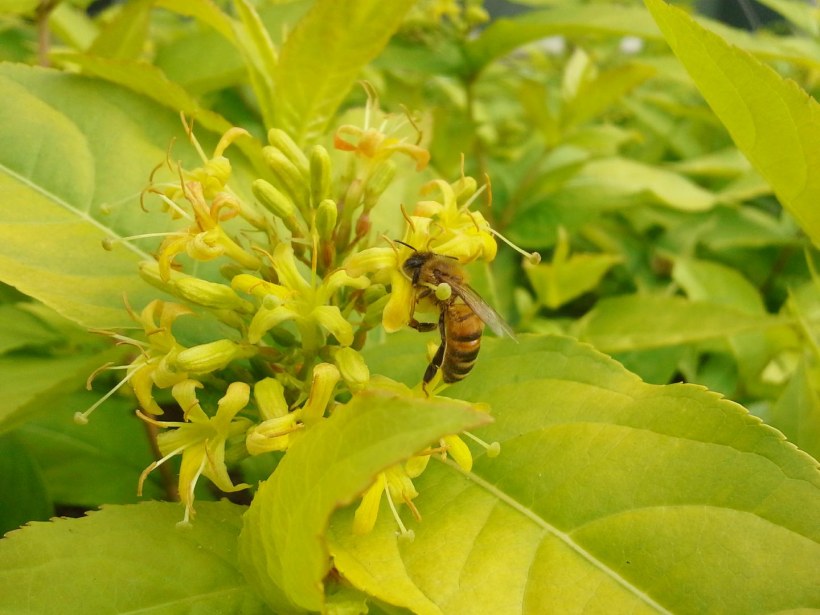 Диервилла Ручейная Honey Bee