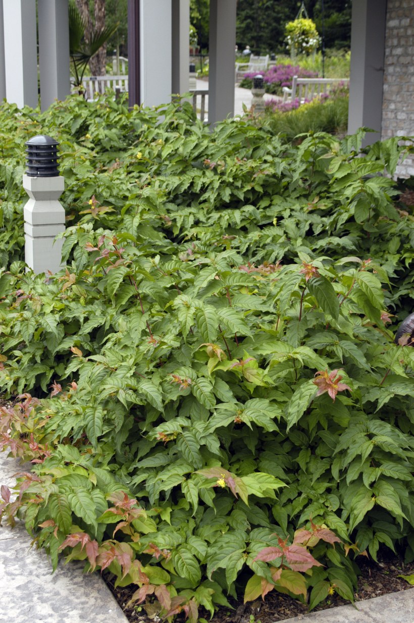 Диервилла в изгороди