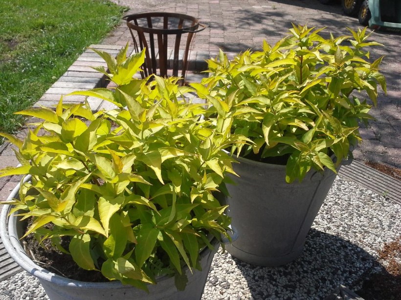 Диервилла Ханиби