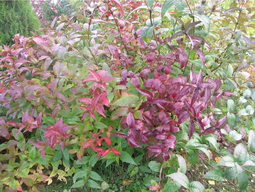 Диервилла дива