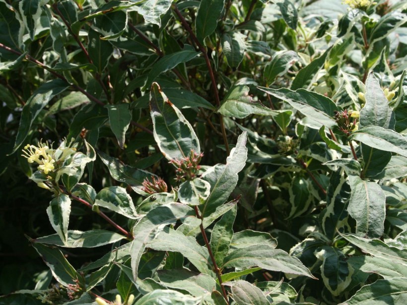 Диервилла сидячелистная cool Splash