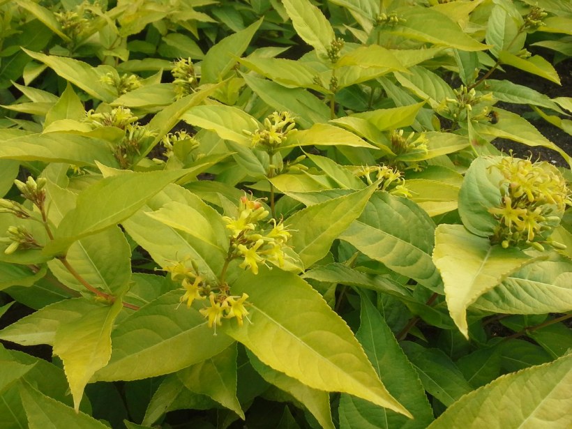 Диервилла Ручейная Honey Bee