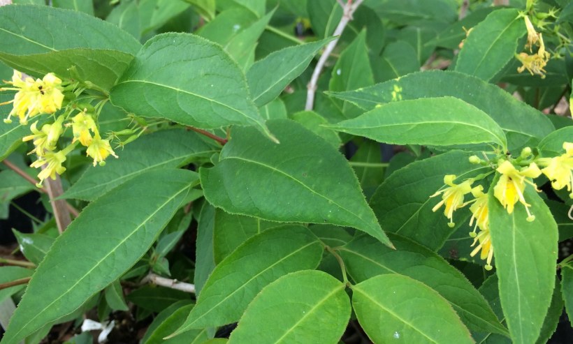 Diervilla Lonicera 'Dilon'