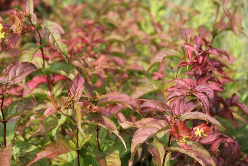 Диервилла бьютифул