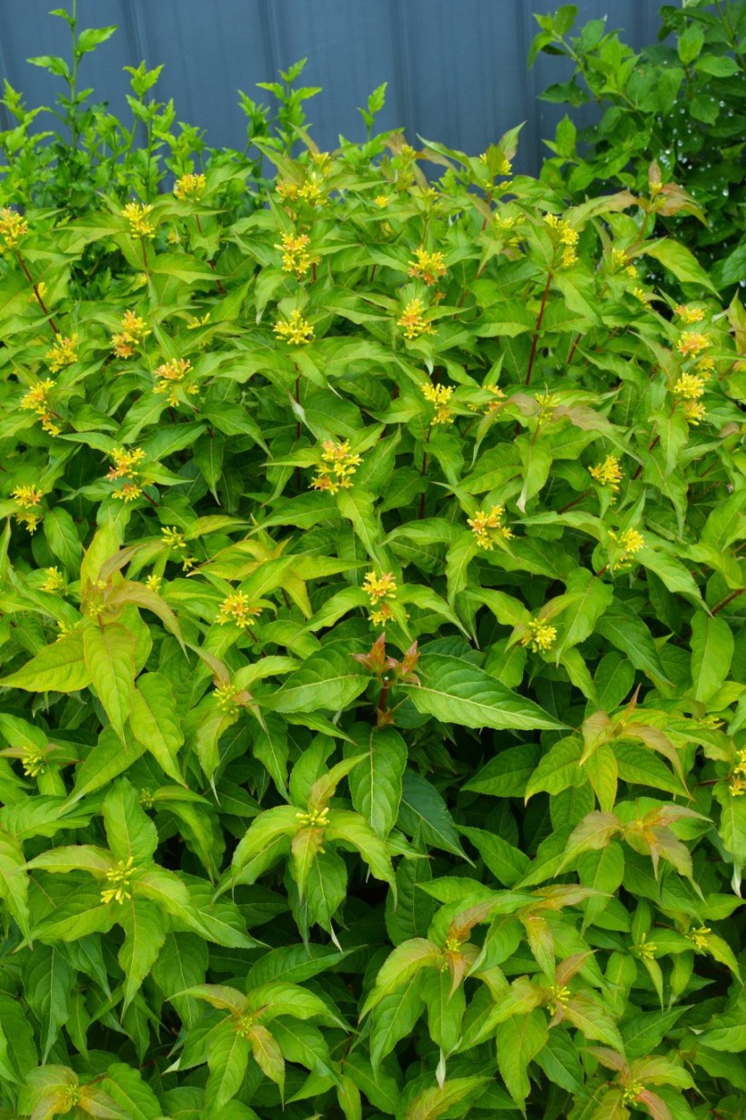 Диервилла Кодиак оранж